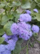 Насіння Агератум Блакитна лагуна (0,1 г), For Hobby, TM GL Seeds - зображення 4