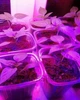 Фитолампа для роста растений на 4 лампы, светодиодная LED фито лампа на прищепке светильник для комнатных растений рассады (черная) - изображение 7
