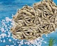 Морська риба солоно-сушена вагова Анчоус , Теплі моря, закуска до пива, 300 грам. - зображення 6
