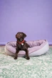 Овальный Лежак Harley and Cho Donut Soft Touch Pink XL 110х80х23 cm Розовый для собак (3102867) - изображение 6