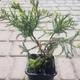 Ялівець "Variegata" Горшок 0,5л. - изображение 2