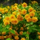Керія японська махрова"Pleniflora" горщик 1л - изображение 2