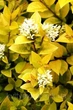 Бірючина Вікарій (Ligustrum Vicaryi) (горшок 0,5л.) - зображення 3