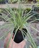 Осока птахоніжкова ‘Variegata’.(горшок 0,5л.) - изображение 2