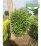Самшит. Великі кущі buxus.(40-60см) - изображение 2