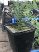 Тис середній ‘Densiformis’ Горшок 0,5л. - изображение 1