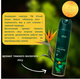 Упаковка освежителей воздуха iFresh Green Nature Relaxing zen 300 мл х 2 шт (2000999990328) - изображение 3