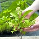 Саженцы Яскрава Гортензия Dharuma контейнер 0.5 л (38800) - изображение 2