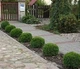 Туя Даніка в 2л. горщику - изображение 4