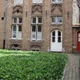 Плющ звичайний 'Hibernica'. Контейнер 0,5л - зображення 4