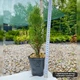 Саженцы Туи западной Смарагд (Thuja occidentalis Smaragd) Р9 - изображение 6