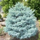 Саженцы Ели колючей голубой Кейбаб (Picea pungens Glauca Kaibab) 3-х летняя С3 - изображение 3