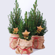 Саженцы Ели канадской Коника (Picea glauca Conica) - 3-х летняя С3 - изображение 6
