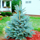 Саженцы Ели колючей голубой Кейбаб (Picea pungens Glauca Kaibab) Р9 - изображение 6