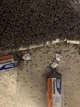 Средство от муравьев Terro T300B Liquid Ant Killer. 2 шт Станции приманка. - изображение 5
