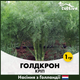 Кріп Enza Zaden Голдкрон, 1 гр - зображення 2