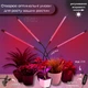 Фитолампа для растений на 4 ветки светодиодная LED с таймером USB 20Вт, настольная лампа для роста и цветения, комнатных и тепличных растений с клипсой-зажимом и USB питанием, красный, фиолетовый и синий свет Черная LP-418 - изображение 2