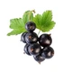 Ягодная паста LiQberry Черная смородина 0.545 л - изображение 2