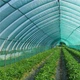 Сітка затіняюча Agreen в пакеті 85% 80 г/м² 4х5 м (A7585) - зображення 2