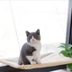 Гамак лежанка на окно для кота 35 х 55 см на присосках Hammock Сat бежевый (GS-176909) - изображение 9