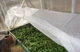 Мини парник MaksiAgro 8 м, плотность 50 г/м², 80×120 см — компактная теплица из агроволокна для защиты и быстрого роста растений - изображение 7