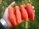 Насіння Томат Забава, 0,1 г (GL Seeds) - зображення 3