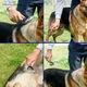 Професійний Ковтуноріз для котів і собак, двухсторонній синій - зображення 7