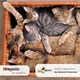 Монопротеїновий сухий корм для кішок Morando MioGatto Sensitive Monoprotein лосось 400 г (8007520086394) - зображення 5