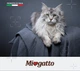 Монопротеїновий сухий корм для кішок Morando MioGatto Sensitive Monoprotein лосось 400 г (8007520086394) - зображення 7