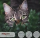 Монопротеїновий сухий корм для кішок Morando MioGatto Sensitive Monoprotein індичка 400 г (8007520086387) - зображення 2