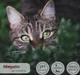 Сухой корм для стерилизованных кошек Morando Miogatto Sterilised со свежей курицей 10 кг (8007520086127) - изображение 2