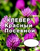 Насіння Конюшина червоний (магнічений) від 0.5 кг (на вагу) - зображення 1