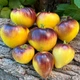 Томат Сержант Пепперс Breeding Seed/США 5 шт (zip-paket) - изображение 1