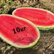 Арбуз Юмми F1 Lark Seeds/США 10 шт (zip-paket) - изображение 2