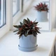 Керамический горшок для растений Mini Plant 9х11,5см Цилиндр Серый - изображение 3