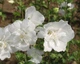 Гібіскус сирійський 'White Chiffon'®. Контейнер 0,5л - зображення 5