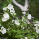 Гібіскус сирійський 'White Chiffon'®. Контейнер 0,5л - зображення 8