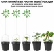 Горшки для рассады с крышками, мини теплица для розсады (черные, 10 шт.) - изображение 5
