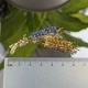 Брошь колоски Брошка желто синие колоски Брошь пшеничный колосок - изображение 3