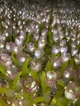Ночник куб зеркало «Бесконечные тюльпаны в кубе» 3D LED 10х10х10 см - изображение 7