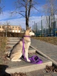 Ошейник COLLAR EVOLUTOR (КОЛЛАР ЭВОЛЮТОР) для собак средних и крупных пород с пряжкой из высокопрочного авиационного алюминия с площадкой для гравировки (специально для фанатов DOGPULLER) 25-70 см Фиолетовый (42439) - изображение 10