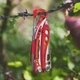 Набір Мультитул Leatherman Skeletool RX 832310+Тріскачка Leatherman 931030 + Комплект біт Bit Kit 2 половини - изображение 5