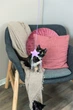 Игрушка Trixie палочка со звездой для котят 40 см (4011905456591) - изображение 5
