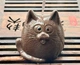 Чайная фигурка «Кот» - изображение 2