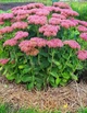 Очиток видный (Sedum spectabile) ВКС (деленка) - изображение 1