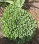 Очиток видный (Sedum spectabile) ВКС (деленка) - изображение 2