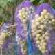 Защитная сетка-мешок для защиты винограда от ос и птиц 2 кг 22*33 см, 50 шт, фиолетовая - изображение 2