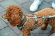Шлея Trixie CityStyle H-harness для собак хлопок XS-S 30-44 см 10 мм Светло-серая (4053032682603) - изображение 2