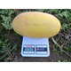 Семена Дыня Фиона ST 3033 F1 10сем SOTO SEEDS - изображение 2