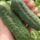 Семена Огурец Астон F1 10сем. Libra Seeds - изображение 2